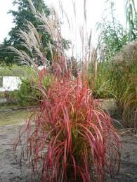Miscanthus Sinensis Ghana Chinaschilf Casa Pinterest Ghana Plants And Gardens