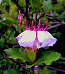 Image result for Strophanthus nicholsonii