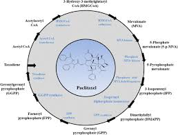 We did not find results for: Progress In Research On Paclitaxel And Tumor Immunotherapy Cellular Molecular Biology Letters Full Text