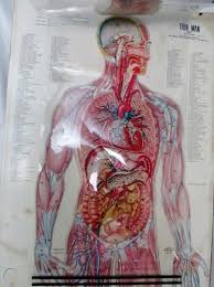 Learn vocabulary, terms and more with flashcards, games and other study tools. Vtg Thin Man Anatomy Chart With Overlays Scientific Medical Wall Art Education 1816926804