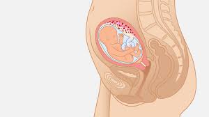18 Weeks Pregnant Symptoms Baby Development Tips Babylist