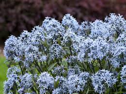 We did not find results for: 15 White Perennials Walters Gardens Inc