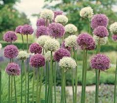 Bella Terra Tuscan Gardens In Love With Aliums X Allium Flowers Bulb Flowers White Flower Farm