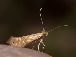 Image result for Phyllonorycter leucographellus