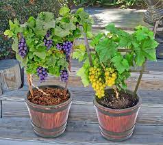 All about growing grapes | mother earth news. One Gardener To Another How To Succeed At Container Grown Grapes Lifestyles Enewscourier Com
