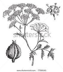 Hemlock Or Poison Hemlock Or Conium Maculatum Vintage Engraving Old Engraved Illustration Of Hemlock Engraving Illustration Canvas Art Prints Plant Drawing