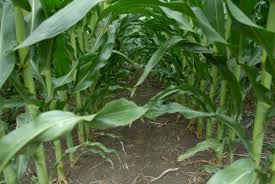 New Corn Herbicides For 2017 Cropwatch University Of