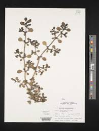 Image result for Trianthema mozambiquense