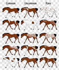 Start date jan 11, 2008. American Paint Horse Appaloosa Equine Coat Color Markings Buckskin Sheep Breeders Transparent Png