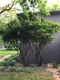 Niwaki is the japanese method of cloud pruning e.g. Looking For Some Advice On What My First Steps Should Be With These 2 Yews Niwaki