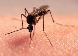 Nakoniec mi na konci prveho trimestra bola diagnostikovana borelioza. So Kolobarji Ob Piku Komarja Znak Za Preplah