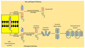 Benzoil peroxidul, ingredientul activ al panoxyl®, este o moleculă utilizată în tratamentul clinic al acneei datorită multitudinii de activități biologice pe care le poate exercita. Ijms Free Full Text Exploring The Potential Of Therapeutic Agents Targeted Towards Mitigating The Events Associated With Amyloid B Cascade In Alzheimer S Disease Html