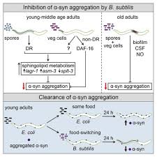 Eli paulin, sally ann frankforter (born paulin), uriah paulin, franklin paulin. Probiotic Bacillus Subtilis Protects Against A Synuclein Aggregation In C Elegans Sciencedirect