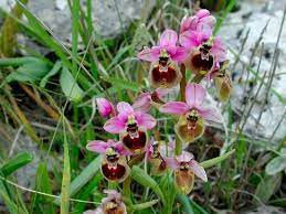 Tipo di vaso di fiori. Fiori Simili Alle Orchidee