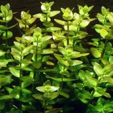 Image result for Nesaea crassicaulis