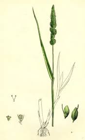 Image result for Setaria verticillata