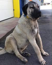 Turkish Kangal Dog Ates