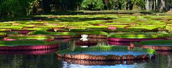 Cette photo montre une maison exotique de taille moyenne. Pamplemousses The Cradle Of Mauritian History Lexpress Property