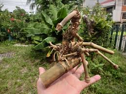 Check spelling or type a new query. Sejarah Aset Yg Berharga Bambu Pethuk Wali Super Langka