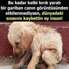 Hatice Adli Kullanicinin Candostlarimiz Panosundaki Pin Hayvan Sozleri Hayvan Mizahi Hayvan