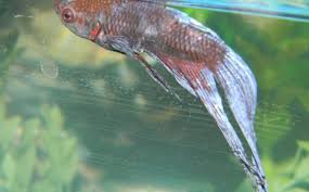 Pictures Of Sick Betta Fish Vang Bettas