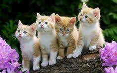 A few of the gambar kucing hd pictures include 100 wallpaper kucing lucu dan comel kualitas hopefully you love and are satisfied with the gambar kucing comel dan cute a logamaya auto. Yusran Raw6114575 Profile Pinterest