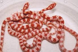 Black And White Corn Snake Morph Corn Snake Morph List Corn Snake Breeders Corn Snake Care Baby Amelanistic No Black Pigment Corn Snake Snake Cute Snake