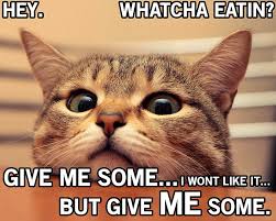 Few things are more bitter than to feel bitter. Hd Wallpaper 4 Cat Funny Grumpy Humor Meme Quote Animal Animal Themes Wallpaper Flare