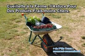 Pour Economiser Et Profiter De Produits Frais On Peut Choisir De Cueillir Soi Meme Ses Fleurs Fruits Et Legumes Cueillette Fruits Et Legumes De Saison Fraise