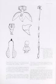 Image result for Aspidoglossum biflorum