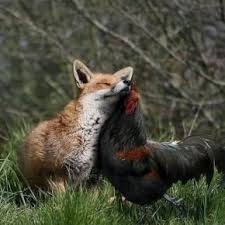 Nature Fox Panosundaki Pin