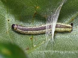 Image result for Operophtera fagata