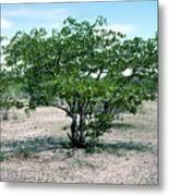 Image result for Colophospermum mopane