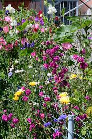 Bauerngarten Cottage Garden Plants Garden Plants