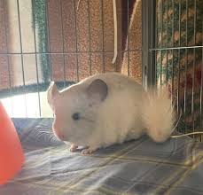 I recently relocated to san antonio, texas, about 2.5 hours west of houston and 4 hours south of dallas/ft. Adopt Me Gareth The Chinchilla Adopted Midlandtoday Ca