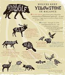 Infographic Wolves Keep Yellowstone In The Balance Ap Environmental Science Keystone Species Teaching Biology
