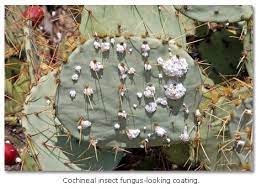 Some preliminary evidence shows that prickly pear cactus can decrease blood sugar. Cochineal Scale Cactus Desertusa