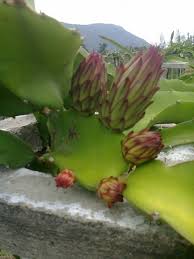 Fruite, dragon heart fruit, durian fruit in hindi, dwarf dragon fruit plant, dwarf ਅਜਗਰ ਫਲ ਪੌਦਾ, fruit plants, fruit shop near me, fruit tree, fruit tree images, fruit trees, fruits in india, fruits in kerala, fruits online, fruits tree, fruits with seeds, goa fruit, growing dragon, hala fruit, indian fruit. Dragon Fruit Farming In Tamil Nadu Farm Advice Farming And Agriculture Community