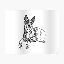 Although white is not mentioned in the standard, the blue colour is produced by a more or less even intermingling of black and white hairs in the outer coat giving the impression of bluish colour. Australian Cattle Dog Posters Redbubble