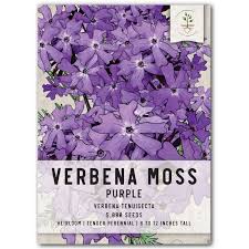 Image result for Verbena × teasii