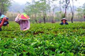 Maybe you would like to learn more about one of these? Main Ke Malang Jangan Lupa Hirup Udara Sejuk Di Kebun Teh Wonosari