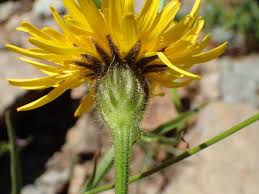 Image result for Crepis