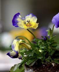 Gardening 101 Pansies Gardenista Pansies Beautiful Flowers Images Gardening 101