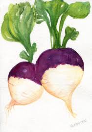 Turnips Watercolor Painting Original Vegetable Wall Art 5 X Watercolor Paintings Original Paintings Watercolor