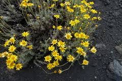 Image result for Senecio aetfatensis