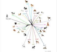 Neighbornet Network Relating 27 Dog Breeds And Grey Wolf Neighbornet Download Scientific Diagram