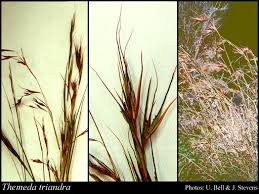 Image result for Themeda triandra