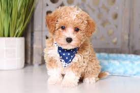 Pin By On D0g Pup13 Cavapoo Puppies Teddy Bear Puppies Cavapoo Puppies For Sale