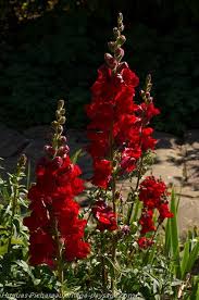 Antirrhinum Majus Scarlet Giant Beautiful Flowers Amazing Flowers Flowers