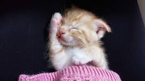 Kitten sleeping on pile of books. Yellow Kitten Closing Eyes Black Textile On On Cat Cute Kittens Sleeping Cat Pxfuel